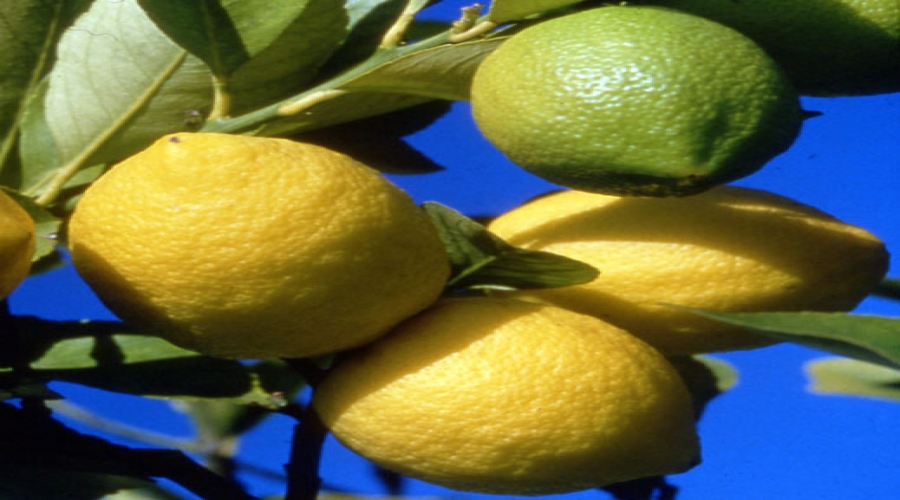 LES BIENFAITS DU CITRON