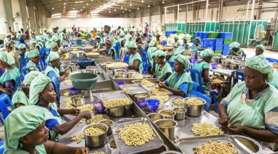 Entrepreneuriat-Cote d'Ivoire  : 750 jeunes financés dans le domaine de l’anacarde au premier semestre 2020